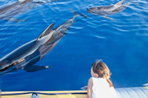Vertical Horizon - Observation des baleines et dauphins / Cédric Brun