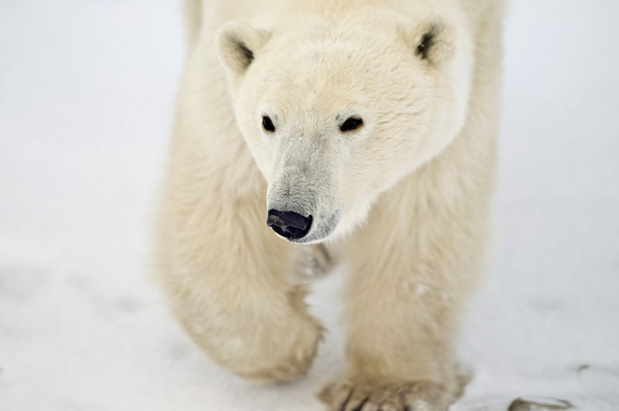 DR : Destination Canada DR : Destination Canada