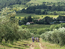 DR Henri Comte / Domaine Oulivie