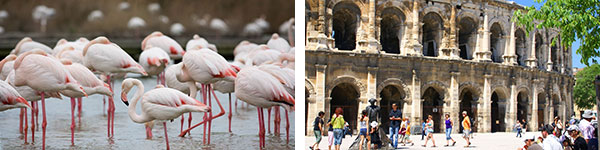 Flamants roses – DR Gard Tourisme / Arènes de Nîmes - DR Gard Tourisme