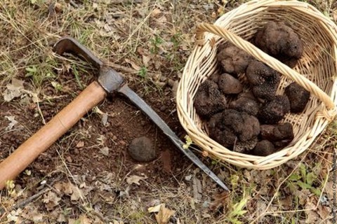 Truffes du Haut-Var. VisitVar.