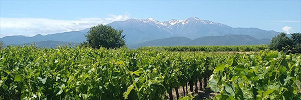 Vignoble au pied de la montagne sacrée des catalans – MTM VACANCES