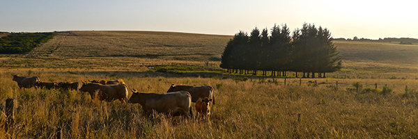 DR Les Clés de l’Aubrac/ Veaux sur l’Aubrac