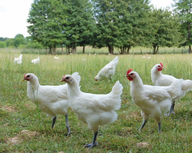 La fameuse volaille de Bresse (Poulet de Bresse, Poularde de Bresse, Chapon de Bresse)&nbsp;: seule volaille AOP du monde - DR : CRT ARA