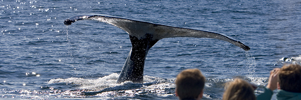 Baleines / © Shutterstock Baleines / © Shutterstock
