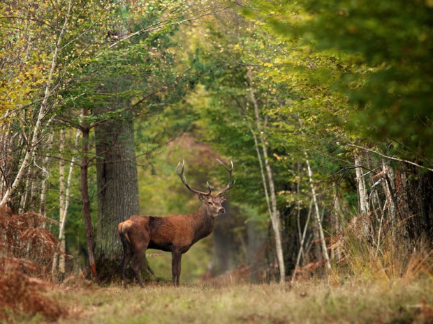 C’est en Sologne que se trouve la réserve de chasse de Chambord - DR : CRT Centre-Val de Loire