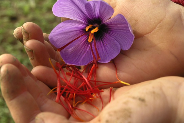 Crocus et stigmates de safran - DR : Lazi Claudio, CRT Centre-Val de Loire