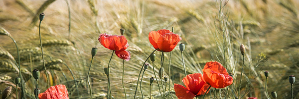 Champs de blé en Val de Loire - ©Gerald Friedrich