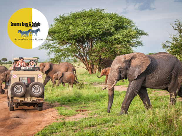 SAVANNA TOURS & SAFARIS, Réceptif Tanzanie