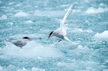 Sternes arctiques - DR : Studio PONANT - Noémie WATEL Sternes arctiques - DR : Studio PONANT - Noémie WATEL