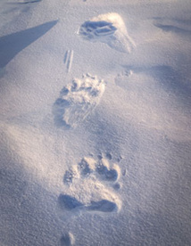 DR : PONANT - Nicolas Dubreuil DR : PONANT - Nicolas Dubreuil