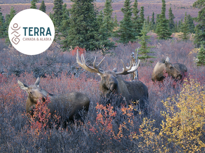 © Adobe - Orignaux sauvages © Adobe - Orignaux sauvages