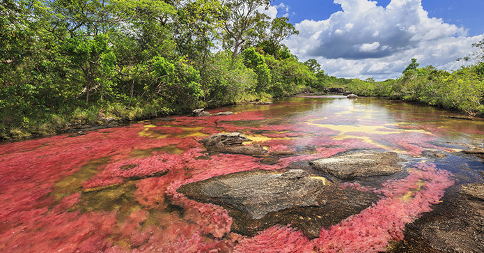 © Adobe -  Caños Cristales , Colombie