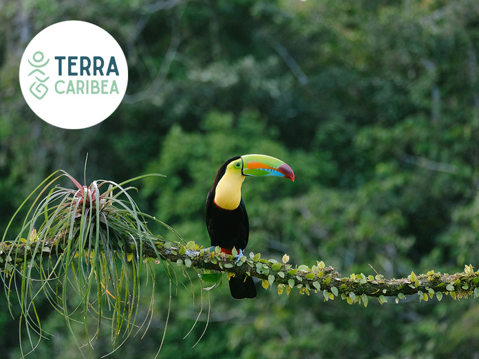 © Unsplash - Toucan, Costa Rica © Unsplash - Toucan, Costa Rica