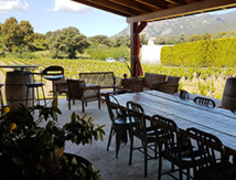 @Corsica Incoming / Vignoble