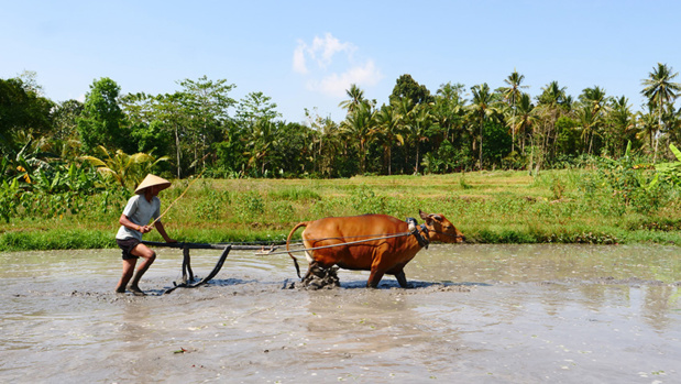 Journée balinaise chez l'habitant © Laurie Medina Journée balinaise chez l'habitant © Laurie Medina
