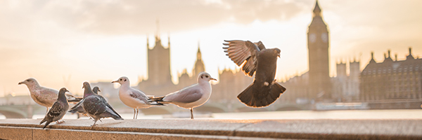 big ben pigeons © PIXABAY big ben pigeons © PIXABAY