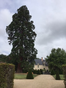 Devant le manoir de Poulaines, un séquoia giganteum plus que centenaire - DR : J.-P.C. Devant le manoir de Poulaines, un séquoia giganteum plus que centenaire - DR : J.-P.C.