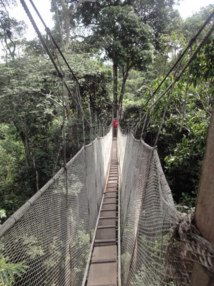 La forêt amazonienne entre ciel et terre - Photo DR