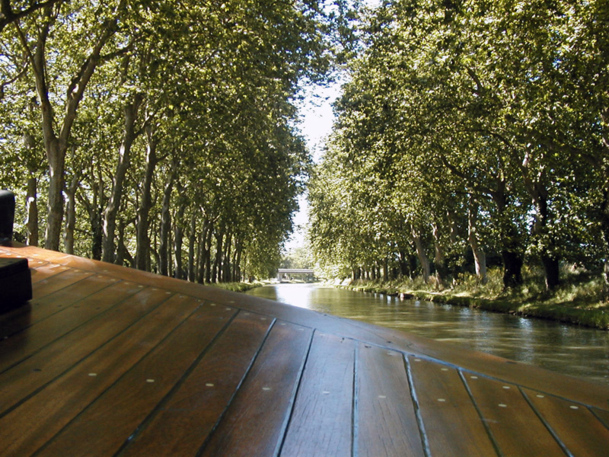 La maladie du chancre coloré conduit à l’abattage de milliers de platanes en bordure du Canal du Midi. Photo CE