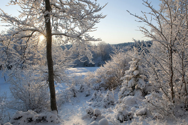 Balade en forêt - DR Gilles Lansard
