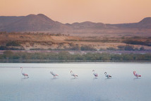 © Sir Bani Yas, Department of Culture and Tourism
