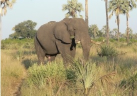 La destination propose des safaris - DR La destination propose des safaris - DR