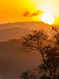 © NQuendezctguyane / Soleil levant sur la canopée