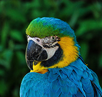 © pixabay.com - Portrait de Ara d’Amazonie