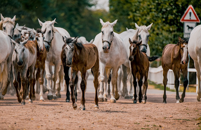 Kladruby nad Labem © Jakub Kynčl Kladruby nad Labem © Jakub Kynčl