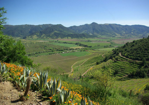 En tout, la jauge monte à 150 000 hectares de vignes, dont près des trois quarts plantées en cépages rouges. Ici, pas de petits producteurs : chaque exploitation compte des centaines, voire des milliers d’hectares - JFR En tout, la jauge monte à 150 000 hectares de vignes, dont près des trois quarts plantées en cépages rouges. Ici, pas de petits producteurs : chaque exploitation compte des centaines, voire des milliers d’hectares - JFR
