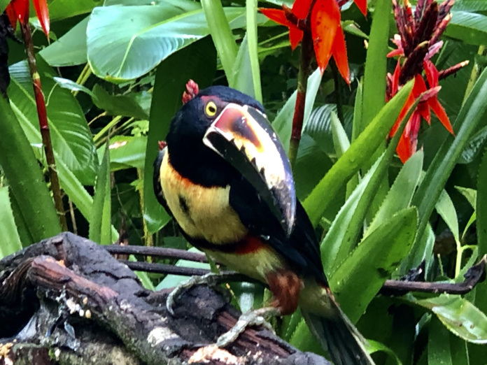 Les forêts occupent désormais 52 % du territoire et on y recense 850 espèces d’oiseaux / crédit JDL Les forêts occupent désormais 52 % du territoire et on y recense 850 espèces d’oiseaux / crédit JDL