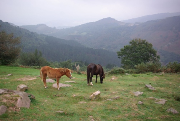Depuis le quartier d’Olhette, commune d’Urrugne, la randonnée équestre est à portée de tous, même des cavaliers débutants. - JFR