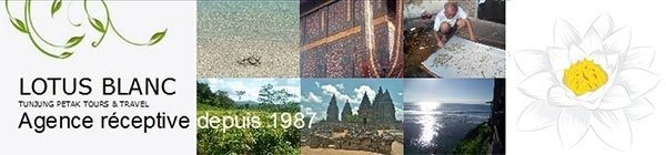 Lotus Blanc - DR Lotus Blanc - DR