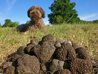 Chien truffier - © Fotolia Chien truffier - © Fotolia