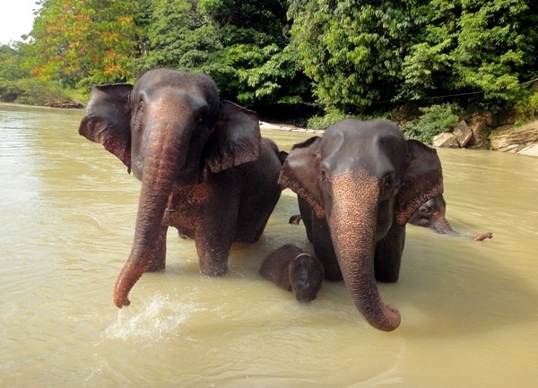 En 2013 Asia table notamment sur le fabuleux archipel indonésien en mettant les projecteurs sur Sumatra. A retenir : le Parc National de Tanjung Leuser classé par l’Unesco pour aller à dos d’éléphants,  avec des patrouilleurs, à la rencontre des derniers orangs-outans... /photo dr En 2013 Asia table notamment sur le fabuleux archipel indonésien en mettant les projecteurs sur Sumatra. A retenir : le Parc National de Tanjung Leuser classé par l’Unesco pour aller à dos d’éléphants,  avec des patrouilleurs, à la rencontre des derniers orangs-outans... /photo dr