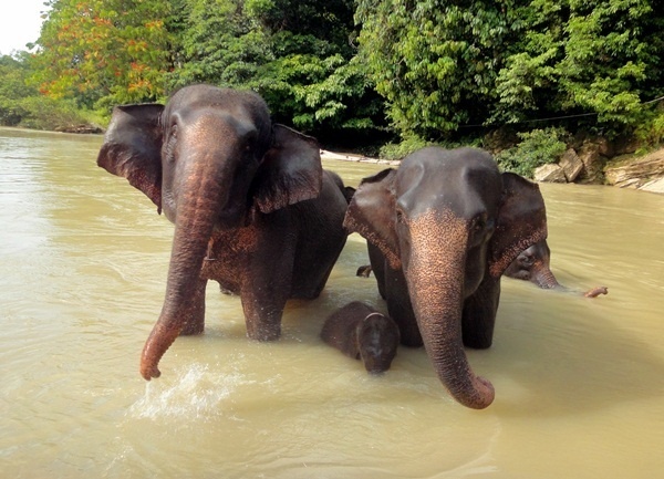 En 2013 Asia table notamment sur le fabuleux archipel indonésien en mettant les projecteurs sur Sumatra. A retenir : le Parc National de Tanjung Leuser classé par l’Unesco pour aller à dos d’éléphants,  avec des patrouilleurs, à la rencontre des derniers orangs-outans... /photo dr