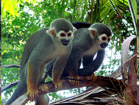 AGAMIS / Saïmiris appelés aussi singes écureuils sur l’île Royale