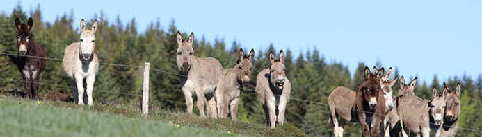 Les ânes de Massif Central Randonnées+ © Olivier MATHIS Les ânes de Massif Central Randonnées+ © Olivier MATHIS