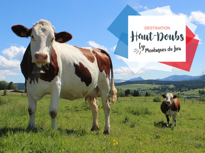 Nos vaches de race Montbéliarde dans les alpages - ©Cyrielle Viey