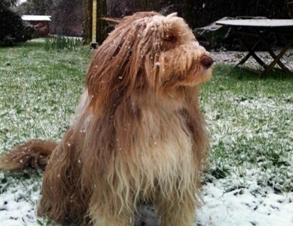 Chien Charly (c'est lui sur la photo ! ) : "Comme tu es bien dressé, tu n'oublieras pas d'emmener ce sympathique (sic) sac à crotte au cas où tu ne viserais pas bien le caniveau…"