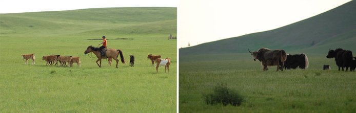 Découvrir la Mongolie via les bouquins