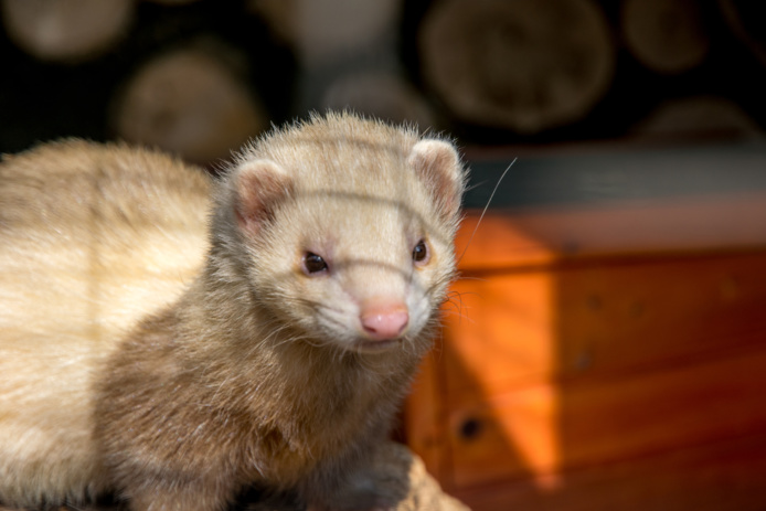 La piste du Vison plus sérieuse que celle du Pangolin ? /crédit DepositPhoto La piste du Vison plus sérieuse que celle du Pangolin ? /crédit DepositPhoto