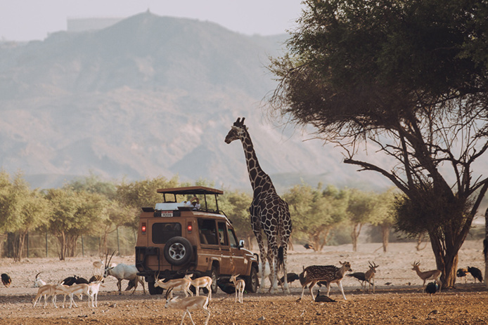 Sir Bani Yas © Abu Dhabi Department of Culture and Tourism