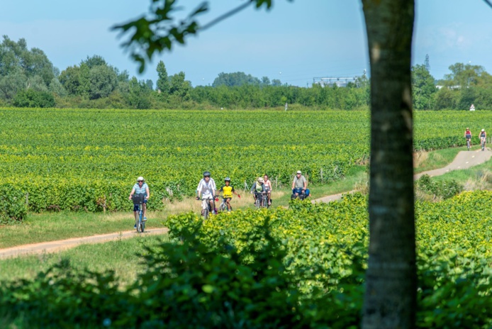 Vélos Vignobles - Photo Alain Doiré, Bourgogne-Franche-Comté Tourisme Vélos Vignobles - Photo Alain Doiré, Bourgogne-Franche-Comté Tourisme