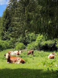 Vaches Montbéliardes dans les pâturages - Photo : Maud Humbert /Bourgogne-Franche-Comté Tourisme Vaches Montbéliardes dans les pâturages - Photo : Maud Humbert /Bourgogne-Franche-Comté Tourisme