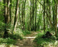 Campings.com est désormais propriétaire d’une parcelle dans la forêt de Cléden-Poher (29) et chacun des membres de l’équipe y a son arbre - DR : Campings.com