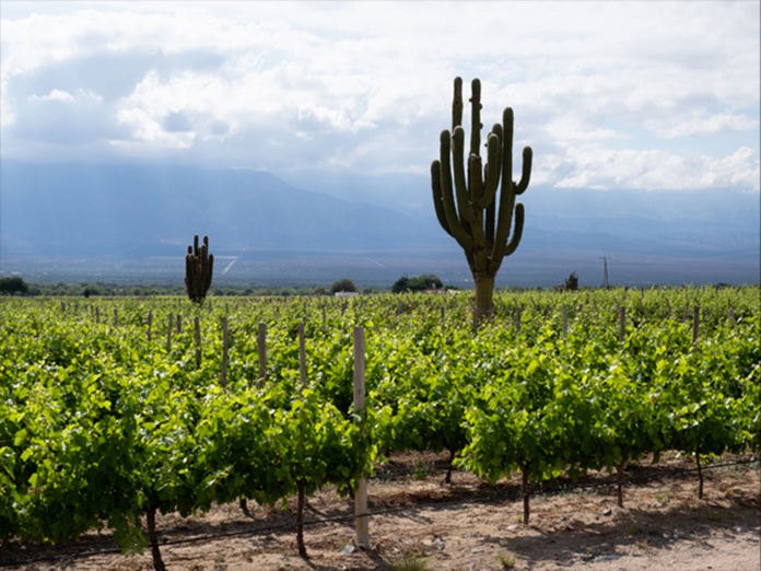 VINO MUNDO ! Quand TERRA unit deux passions : le voyage et l'œnologie.