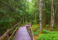 Tourbières de Frasne © Alain Doire / Bourgogne-Franche-Comté Tourisme Tourbières de Frasne © Alain Doire / Bourgogne-Franche-Comté Tourisme