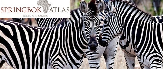 Springbok Atlas débarque sur DMCMag.com Springbok Atlas débarque sur DMCMag.com